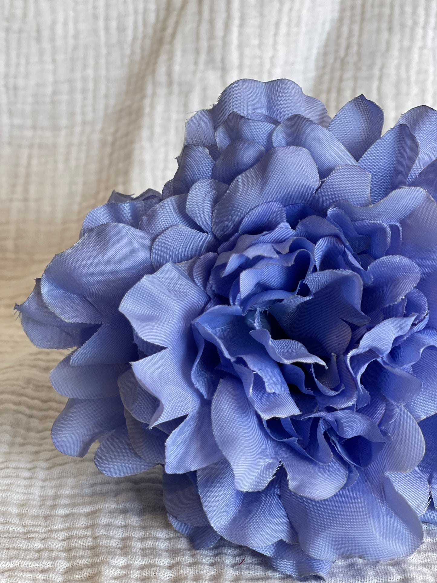 Rosa Cádiz celeste