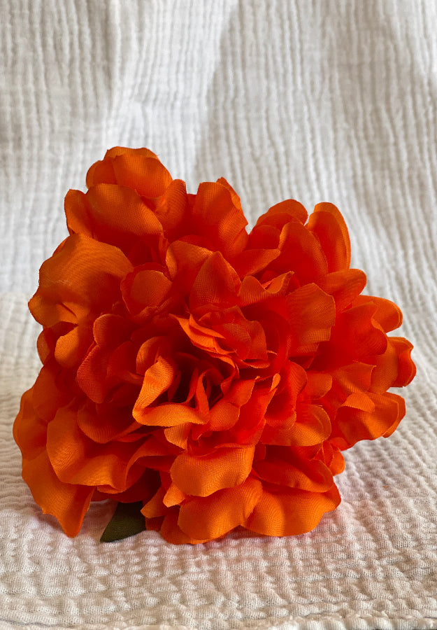 Rosa Cádiz naranja