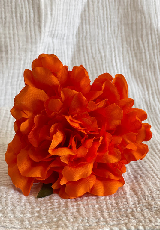 Rosa Cádiz naranja