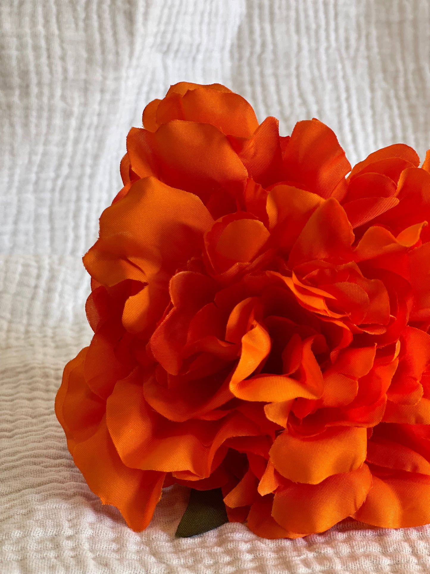 Rosa Cádiz naranja