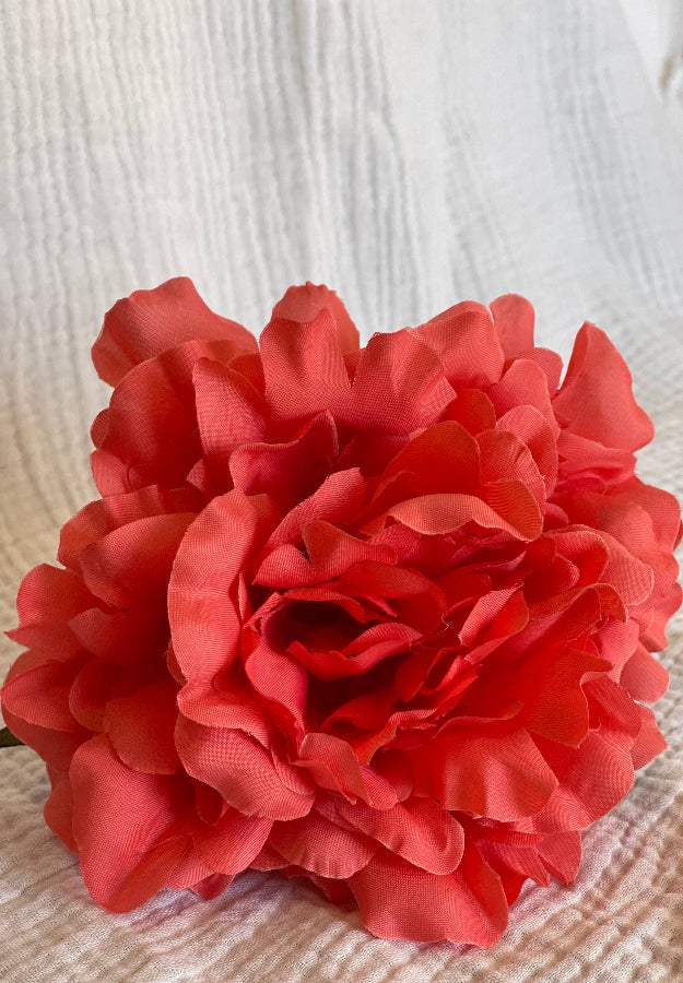 Rosa Cádiz coral