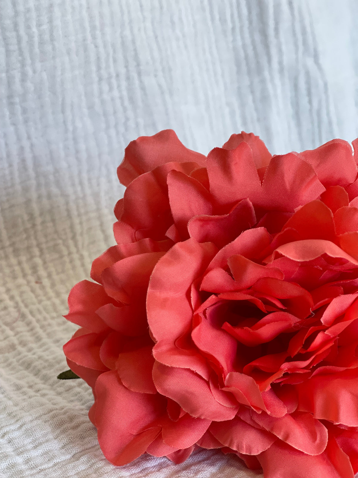 Rosa Cádiz coral