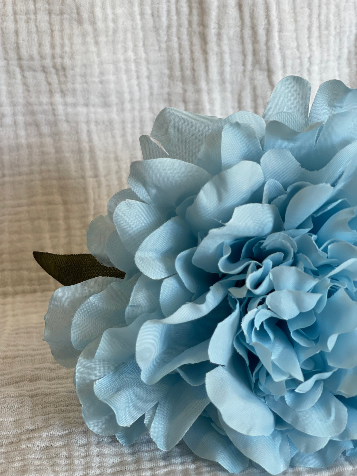 Rosa Cádiz azul cielo