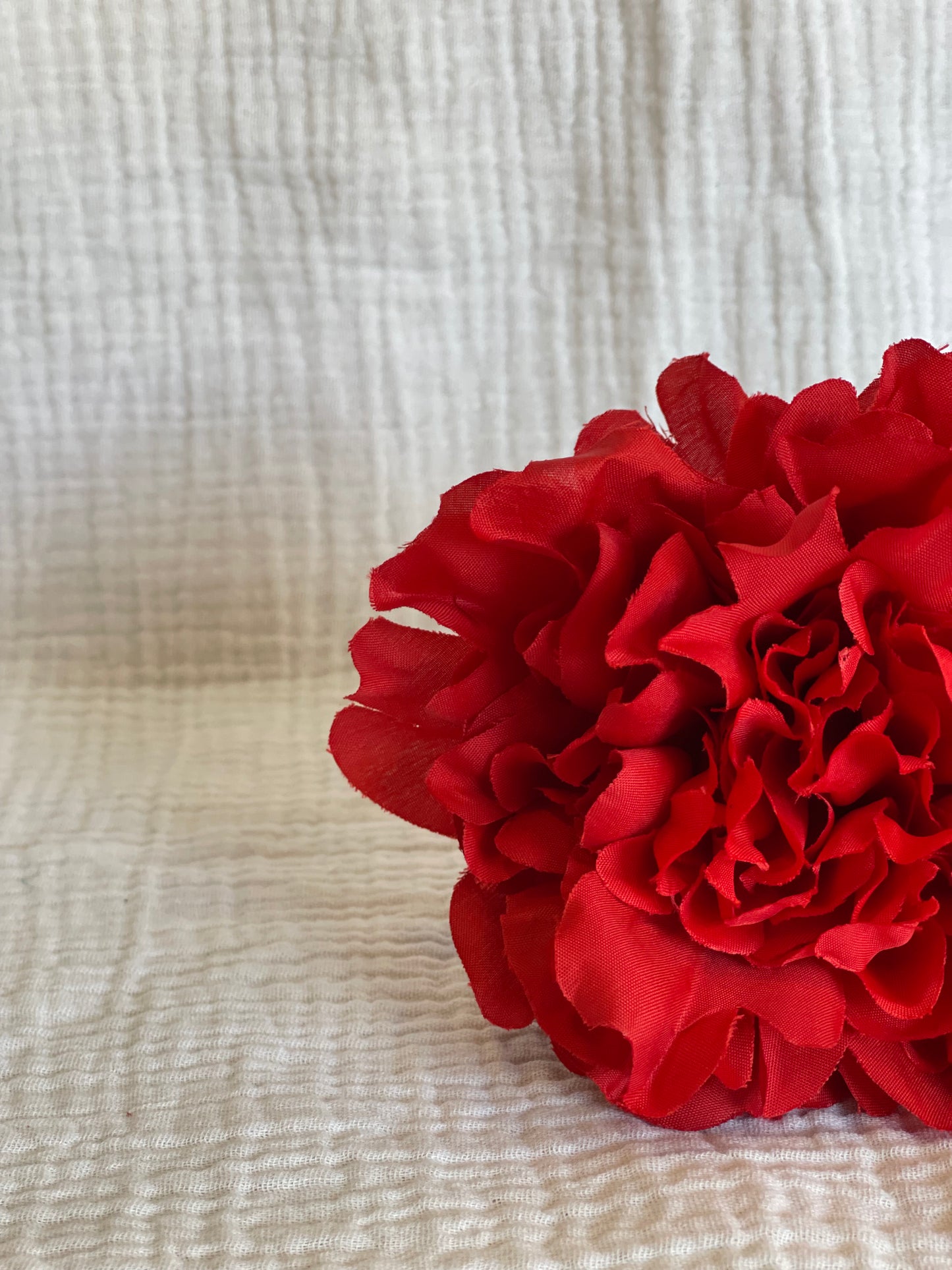 Rosa Cádiz roja